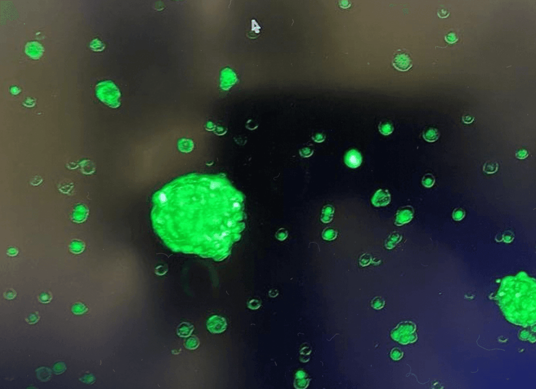 Neurocytes