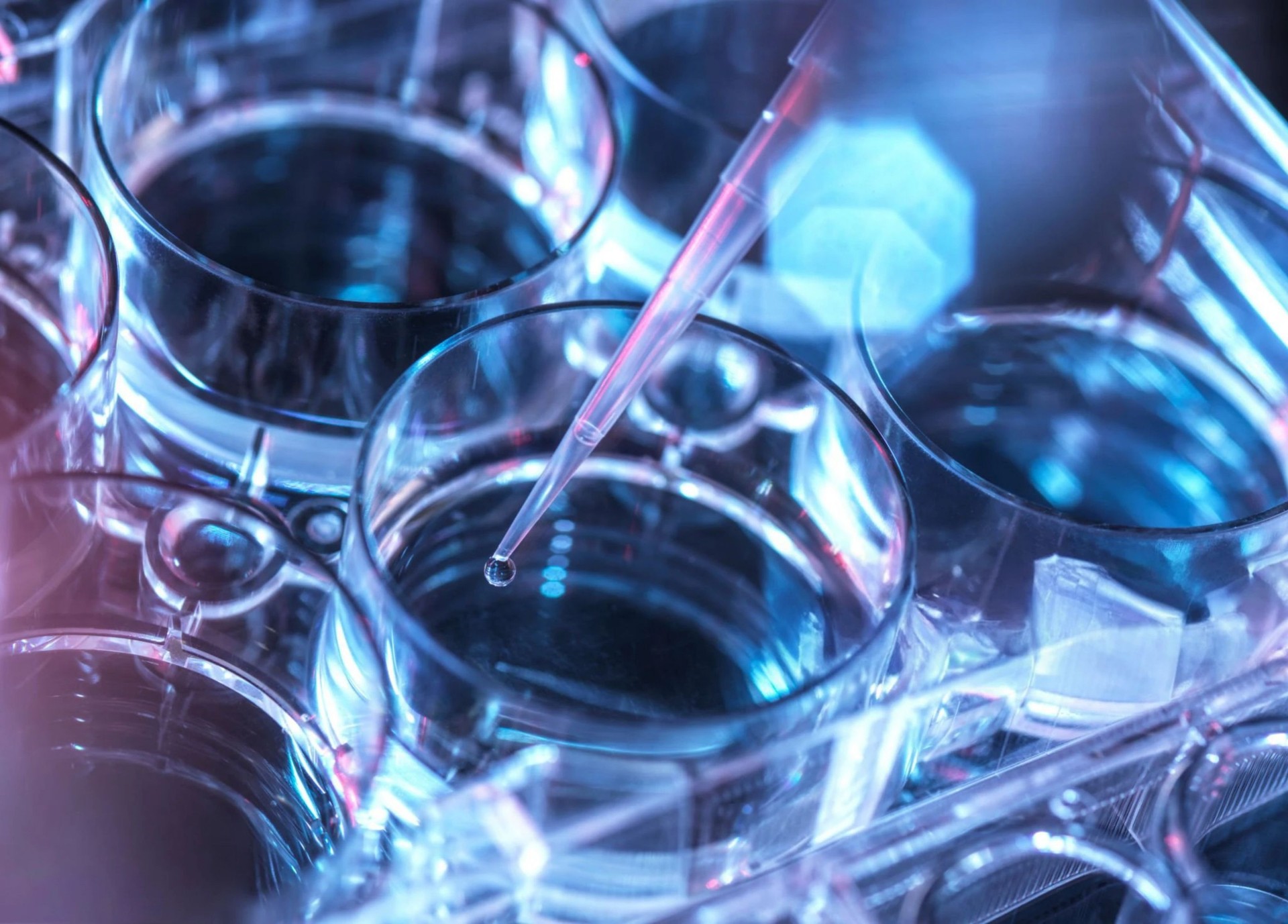 A pipette carefully dispenses a drop of liquid into a cell culture plate in a research laboratory.