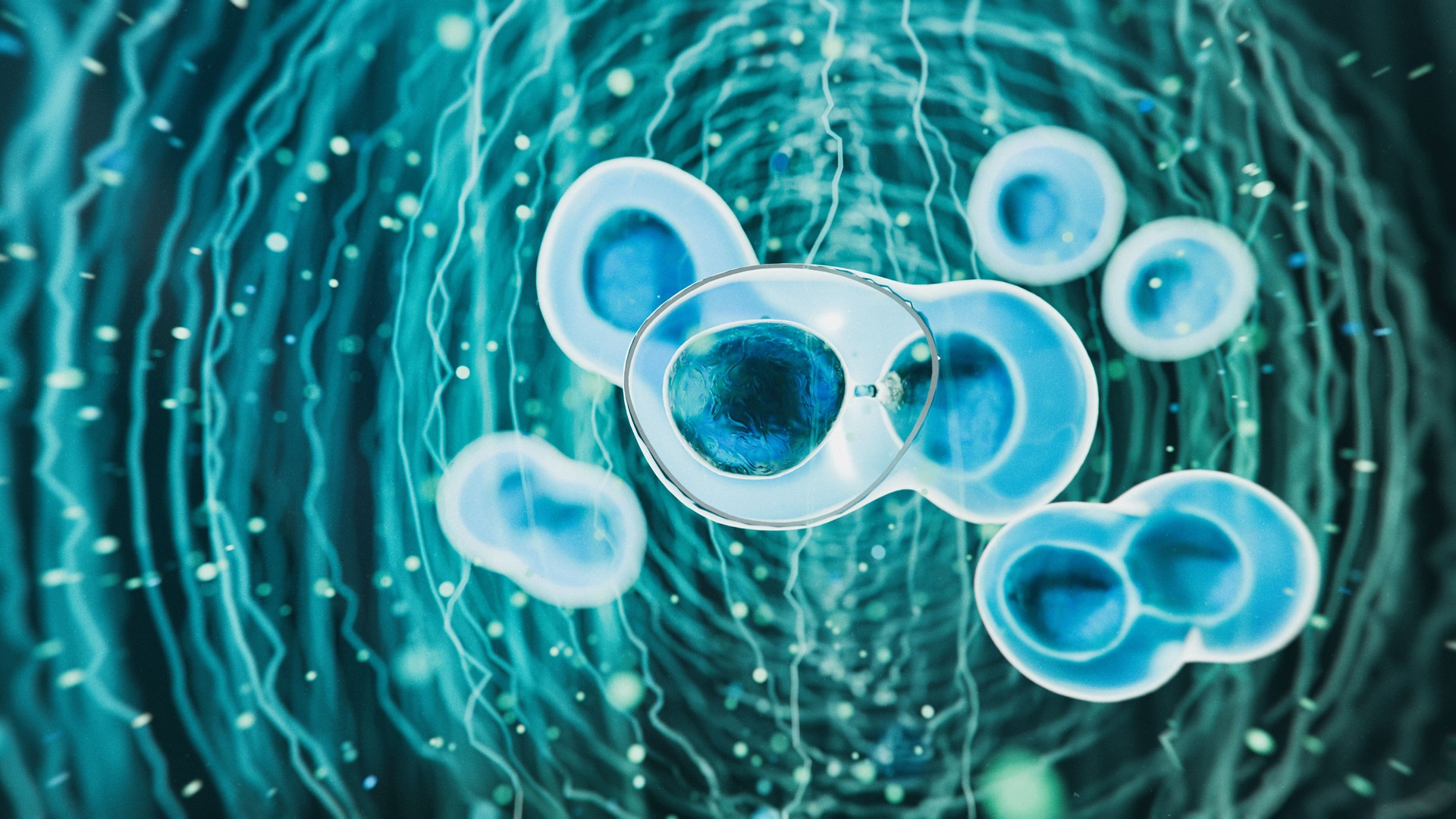 Stem cells