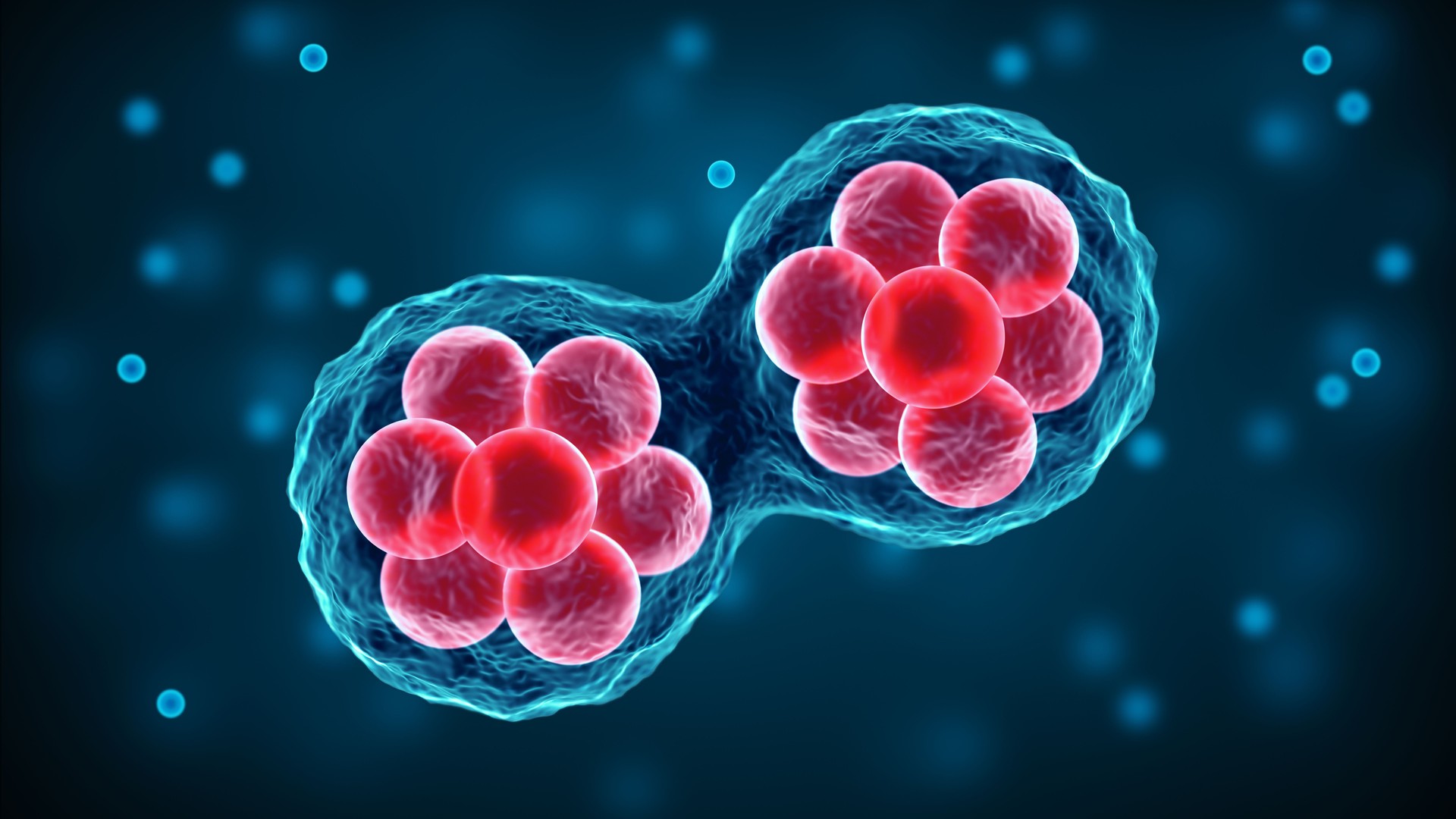 Stem cells division of the human body, microscope view. Research of Embryonic cells. Cellular therapy and regeneration. Mitosis and Meiosis 3D scientific illustration.